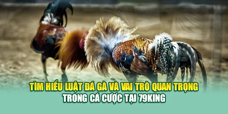 Luật Đá Gà – Hiểu Đúng Luật, Thắng Cược Dễ Tại 79King 1 Tìm hiểu luật đá gà và vai trò quan trọng trong cá cược tại 79King